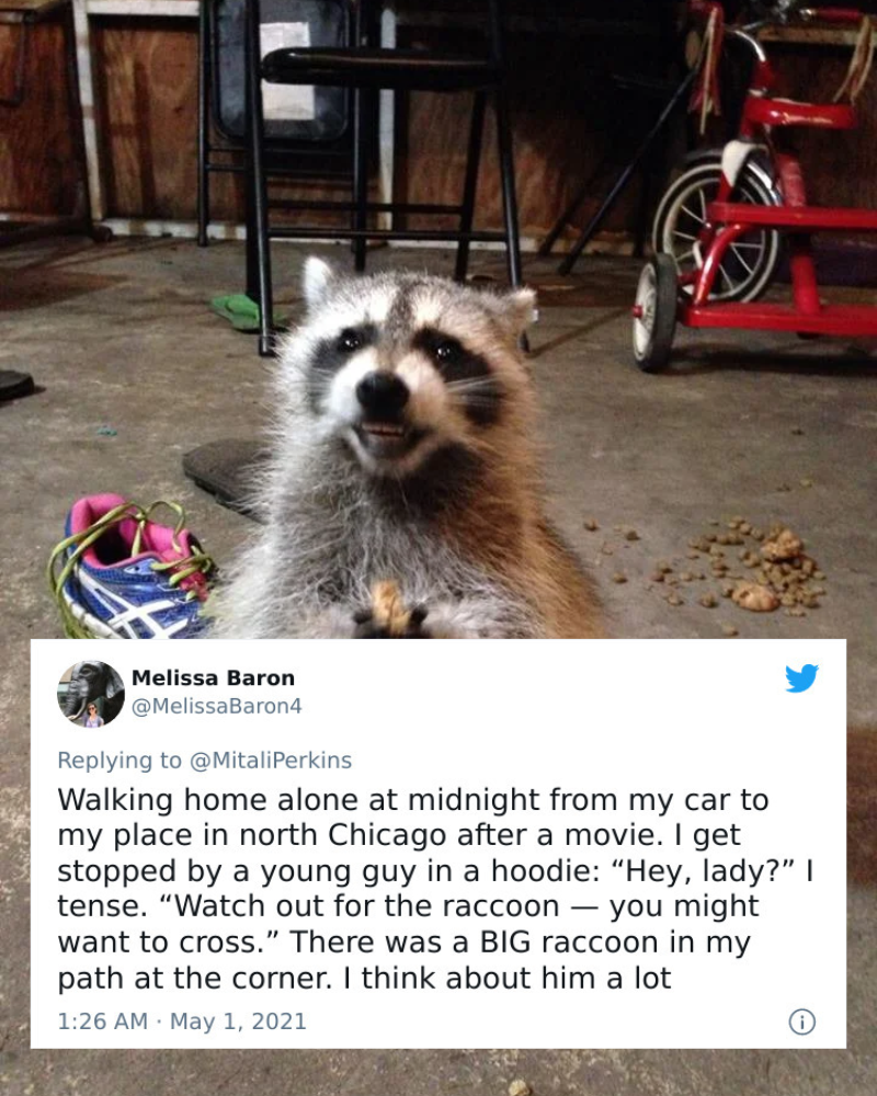 A Raccoon
