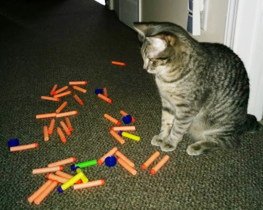 Во что поиграть с котом. Кошачьи заначки. Кошки с разными предметами. Как поиграть с котом. Кот играет с карандашами.
